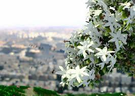 Lolo98381538's tweet photo. #وطنك_جنة_اوصفها
ولا مكان بهالعالم أحلى من دمشق طلتها بهية زاهية حنونة بحس انها أُمنا اللي اذا ضاقت علينا هالدنيا حضنها هو الأمان 😍🌹اي والله وبس هيك https://t.co/iCpSVIACpP