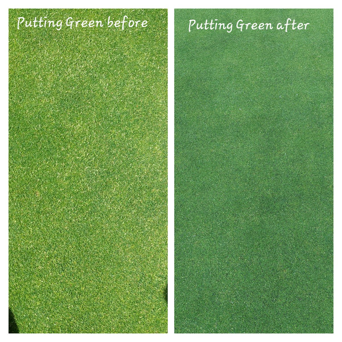 KeepingGreens88's tweet photo. Attraxor what a total game changer! Really pleased with the results after less than 24 hours @dbevanturfie cut before being sprayed but only been ironed this morning, the greens are running quick and true @AgrovistaAMNTY @BASF_Turf_UK https://t.co/VegWzSu1AW
