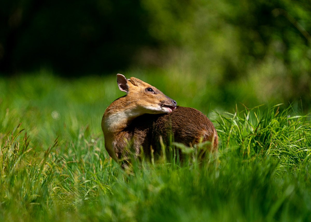 Muntjac in the afternoon sun