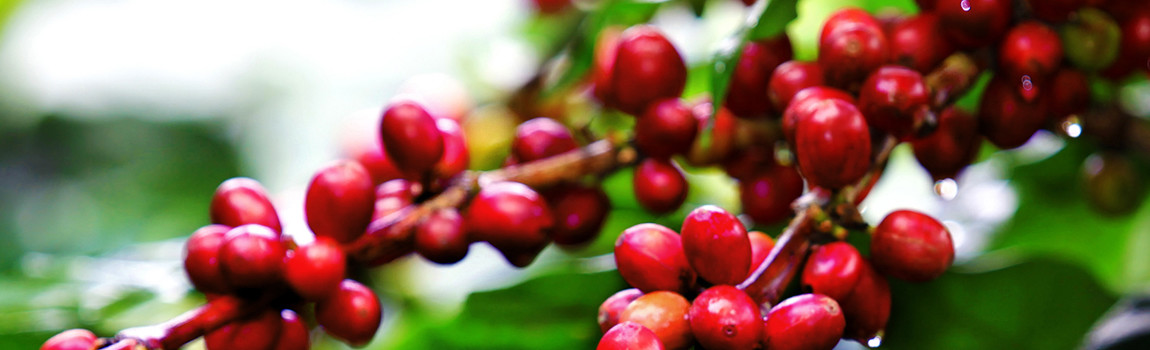 Sapori Fine Flavors tweet media