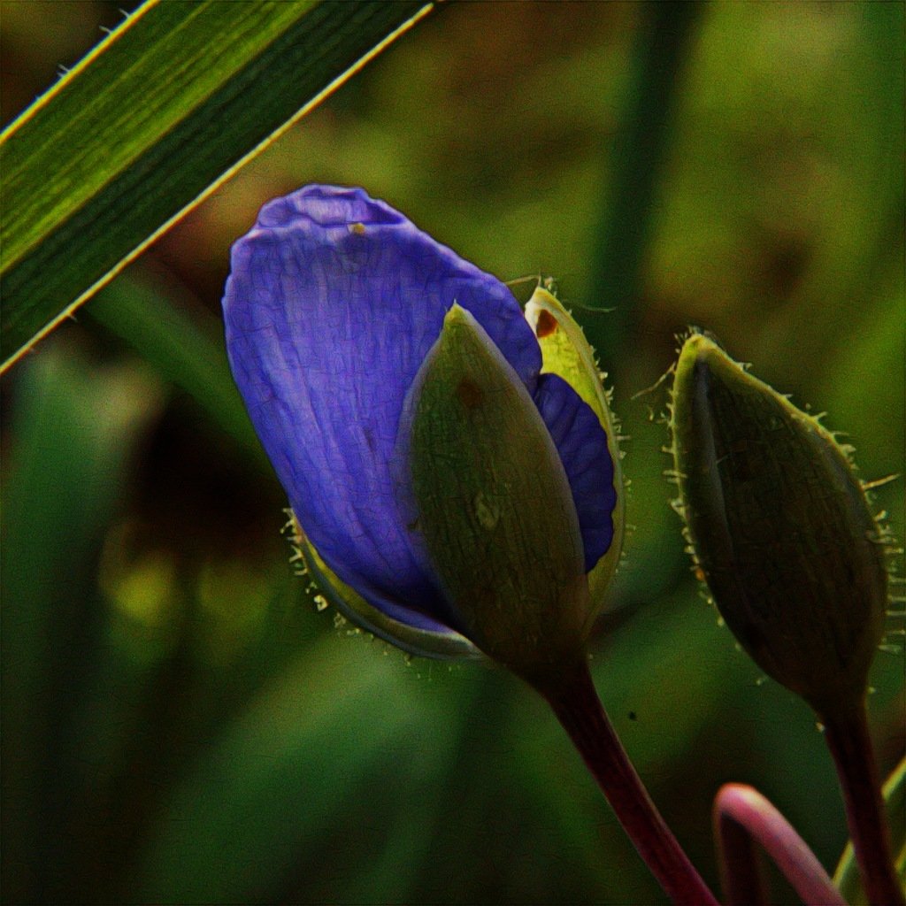 britchure611's tweet photo. #FlowersOnFriday #FlowerFriday the power in this purple flower! Love the early morning light around the edges. https://t.co/oCaTUy6gE0