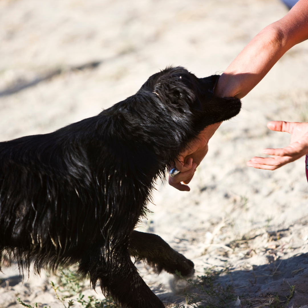 Did you get bitten by your neighbor’s dog in Arizona?

Thanks to Arizona’s "One Bite Law", you can hold the pet owner accountable for injuries you incurred if:

1. The owner knew his pet could act dangerously (i.e., the dog has a history of biting other people), and

2. If yo