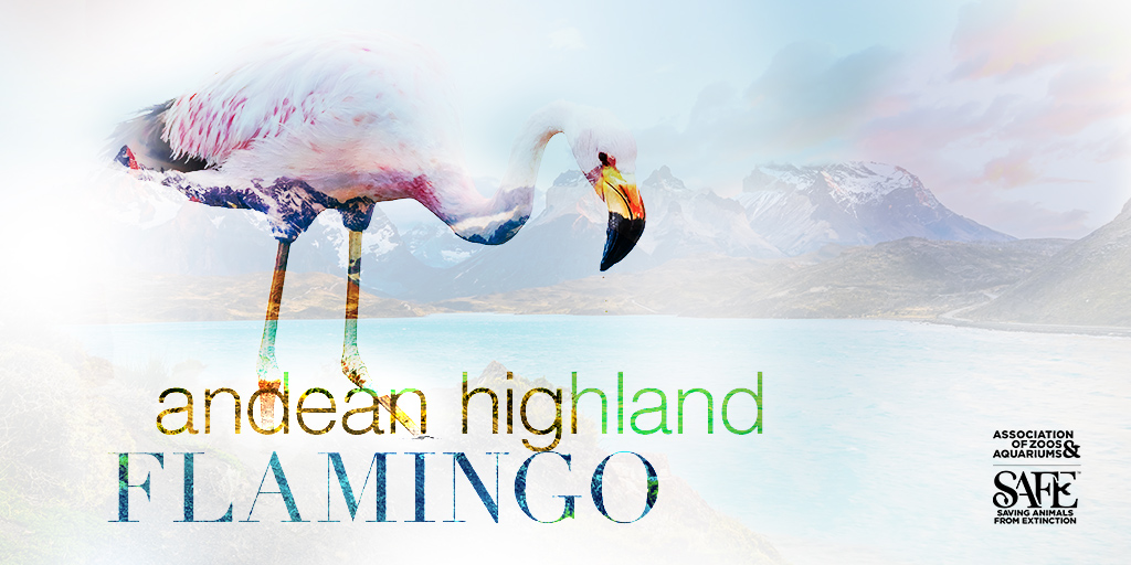 ZCOG's tweet photo. ZCOG is proud to announce @TracyAviary as an official partner of the @zoos_aquariums SAFE Andean Highland Flamingo species program. Welcome to our flock! #WeAreAZA #savingspecies

Learn more about SAFE Andean Highland Flamingo: https://t.co/6OWwFE2VzJ https://t.co/WR64bYSiPp