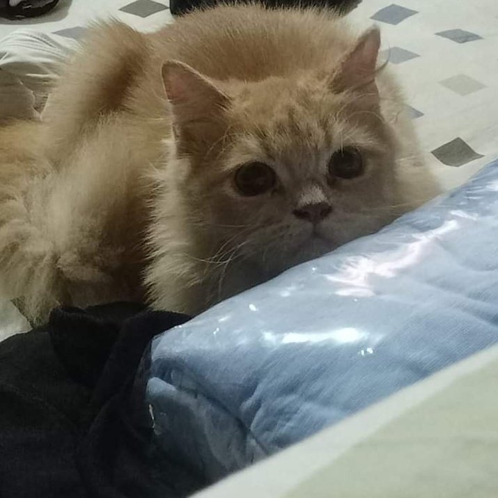 Yohan Sto tomas tweet media