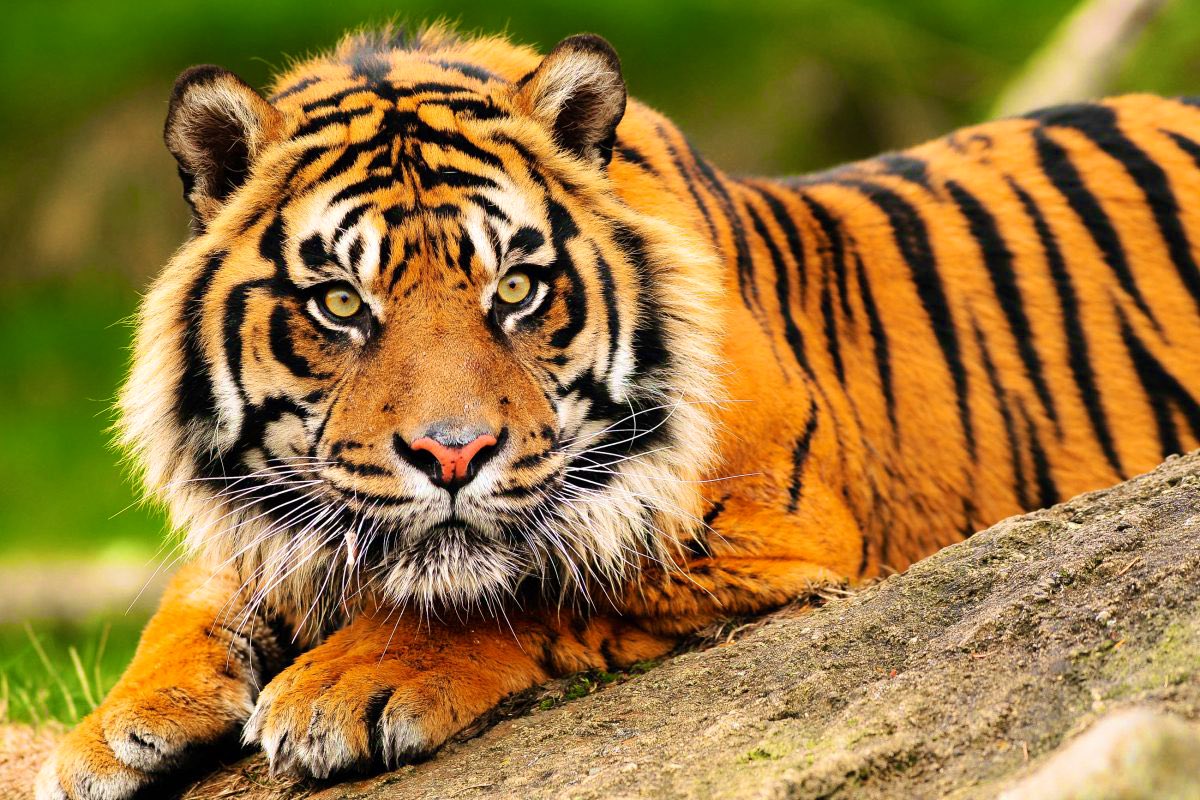 Cincinnati has the best animal mascot in the NFL 🔒