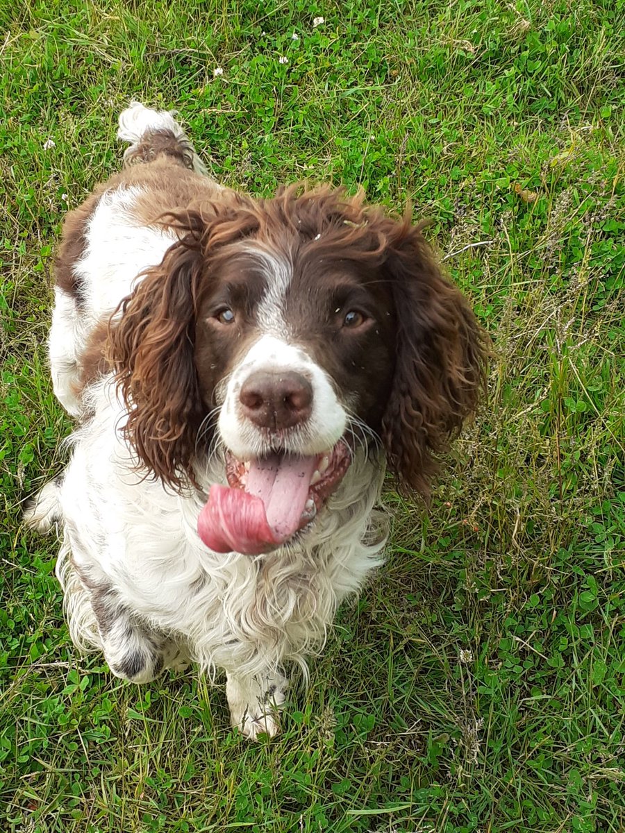 Bestestgundog's tweet photo. @sjnwoh She cort Another one today but I only did have the front feet🙄 and I had hardly nooo dinna #meanHuman Think I gonna have to have annuvva Birfday tomoro to make up for that😄😄 https://t.co/c01gV0umQu