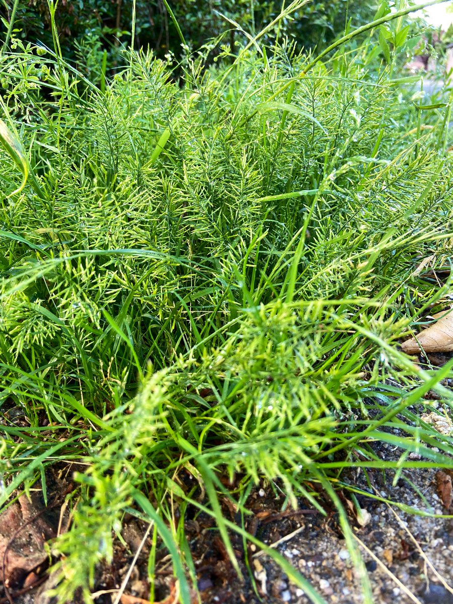 Reinier Gillissen tweet media