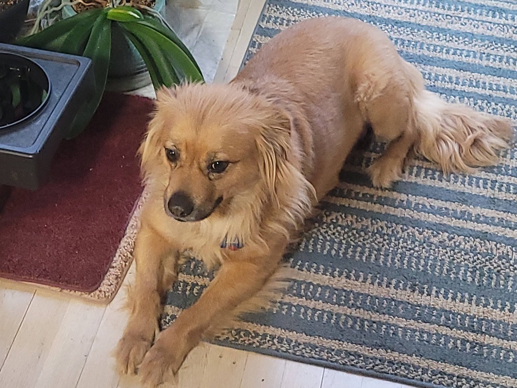 strå Verdensvindue Scan Lost Dogs Illinois on Twitter: "#LOST N Rogers Ave &amp; N Kostner Ave,  #Sauganash, #Chicago, Cook County, #IL, US, 60646. BEA - Female - Golden  Retriever/Mix - Yellow or Golden, Do Not