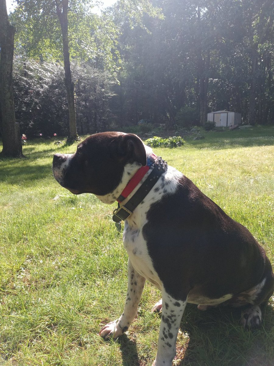 Court092820's tweet photo. @amofagan My dog has deemed the rain gone https://t.co/60gZNmwkey