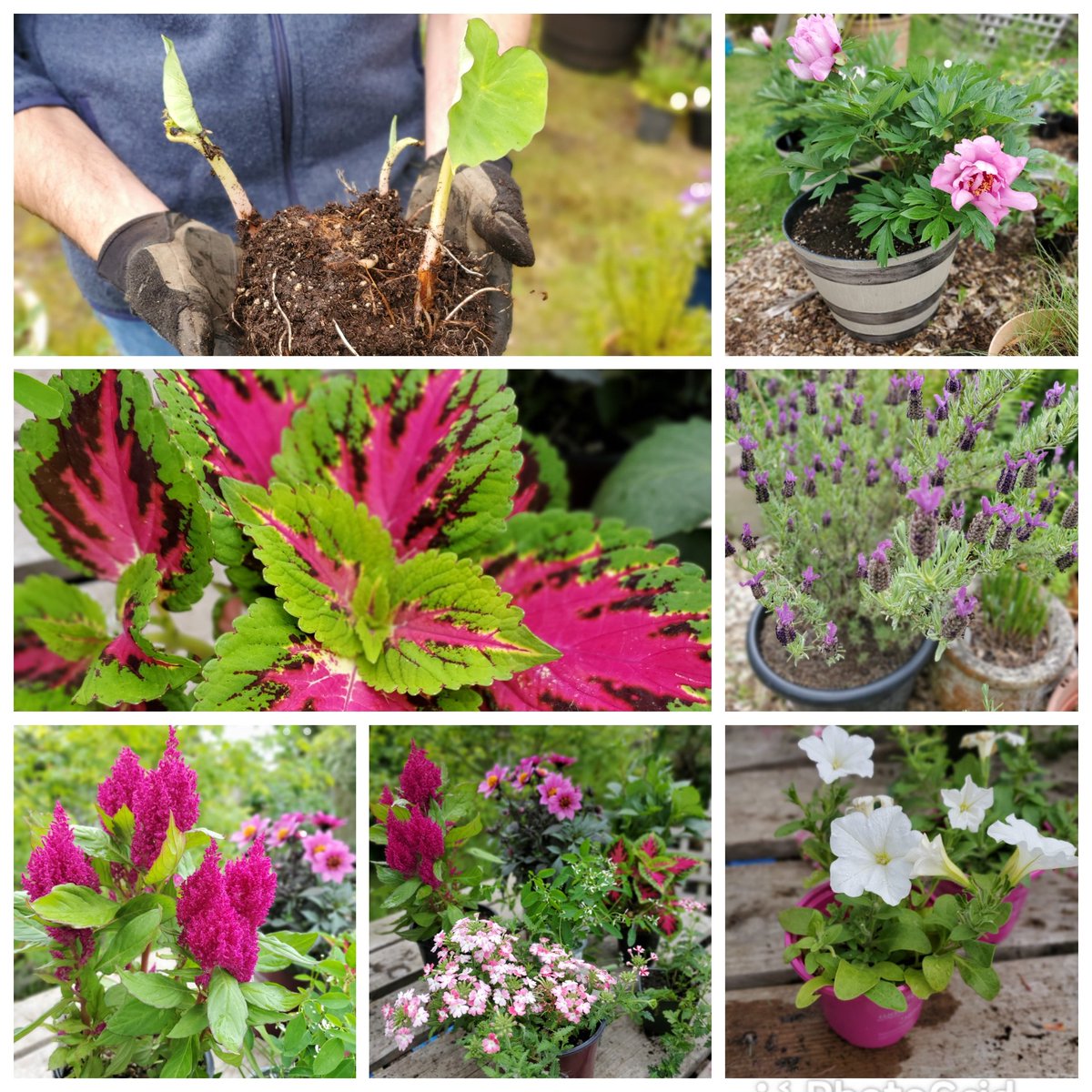SpokenGarden's tweet photo. #FlowersOnFriday This week not only did our #Itoh #Peonies pop and flower, but our Spanish #lavender is going strong, too! We also transplanted a surprise elephant ear and created new colorful #containers with Easy #Wave #Petunias from @WaveGardening and other flowering annuals. https://t.co/DI0qOthmoe