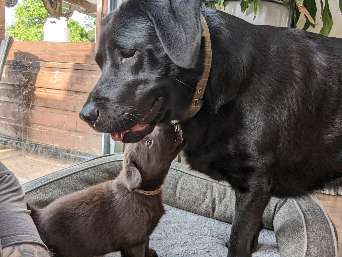 Olives or Oliff tweet media