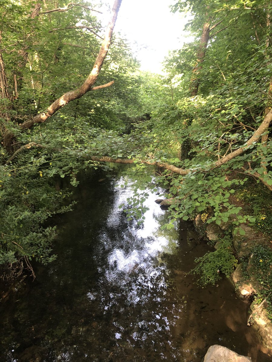 #30DaysWild Day 17 go and explore of your local area and see what you can find! It has been a beautiful day for it! #woodland #stream 
<a href="/StokeDamerelCC/">StokeDamerelCC</a> <a href="/GreenshawTrust/">Greenshaw Learning Trust</a>