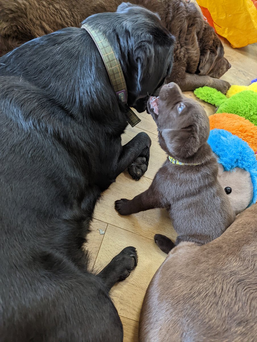 Olives or Oliff tweet media