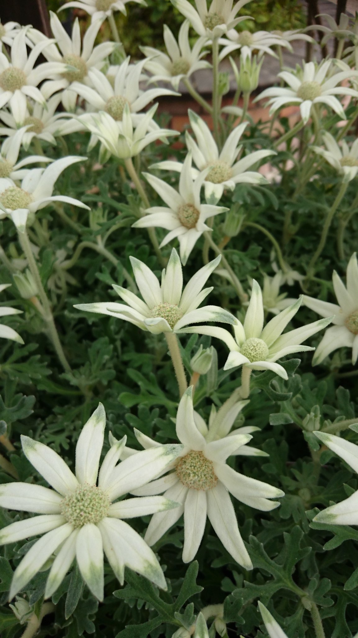 スーパーやさいマン ６月１８日の誕生花 フランネルフラワー セリ科の多年草 花名は花と葉と茎の細かな柔らかさが毛織物のフランネルに似ていることに由来 花言葉は 高潔 タイム 立麝香草 シソ科の常緑低木 料理の風味付けに使われるハーブで白い