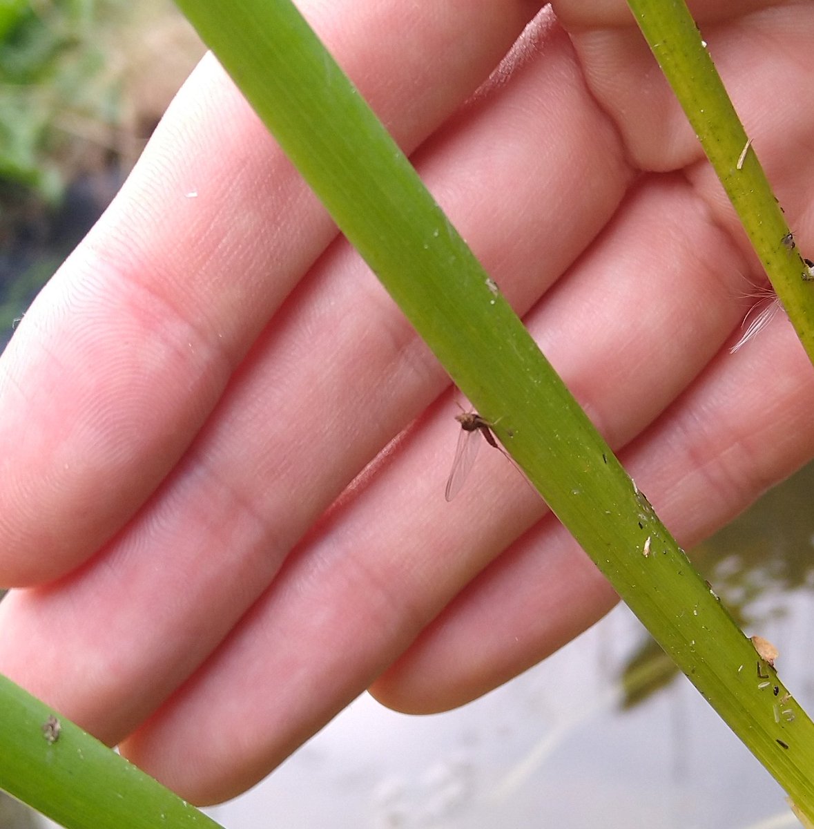 NatureMaurice's tweet photo. Just a quick snap, but excited to see my first #mayfly making use of my new pond! #invertebrateecology https://t.co/iF1gd8nIqp