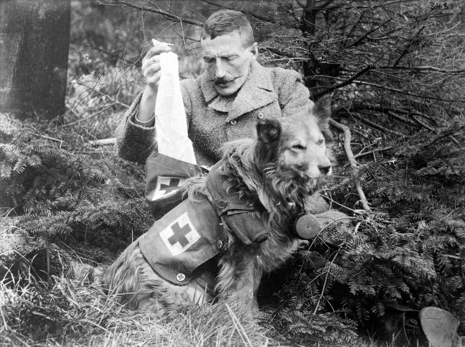 RT @historydefined: Retrieving bandages from the kit of a British dog during WWI, 1915 https://t.co/68y8MY3K9N