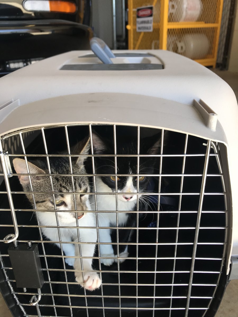 These 2 😺😺 were found taking a stroll on Pear Tree Circle. They seem to be domesticated, but have no identification. If they belong to you, please contact Will County Animal Control.