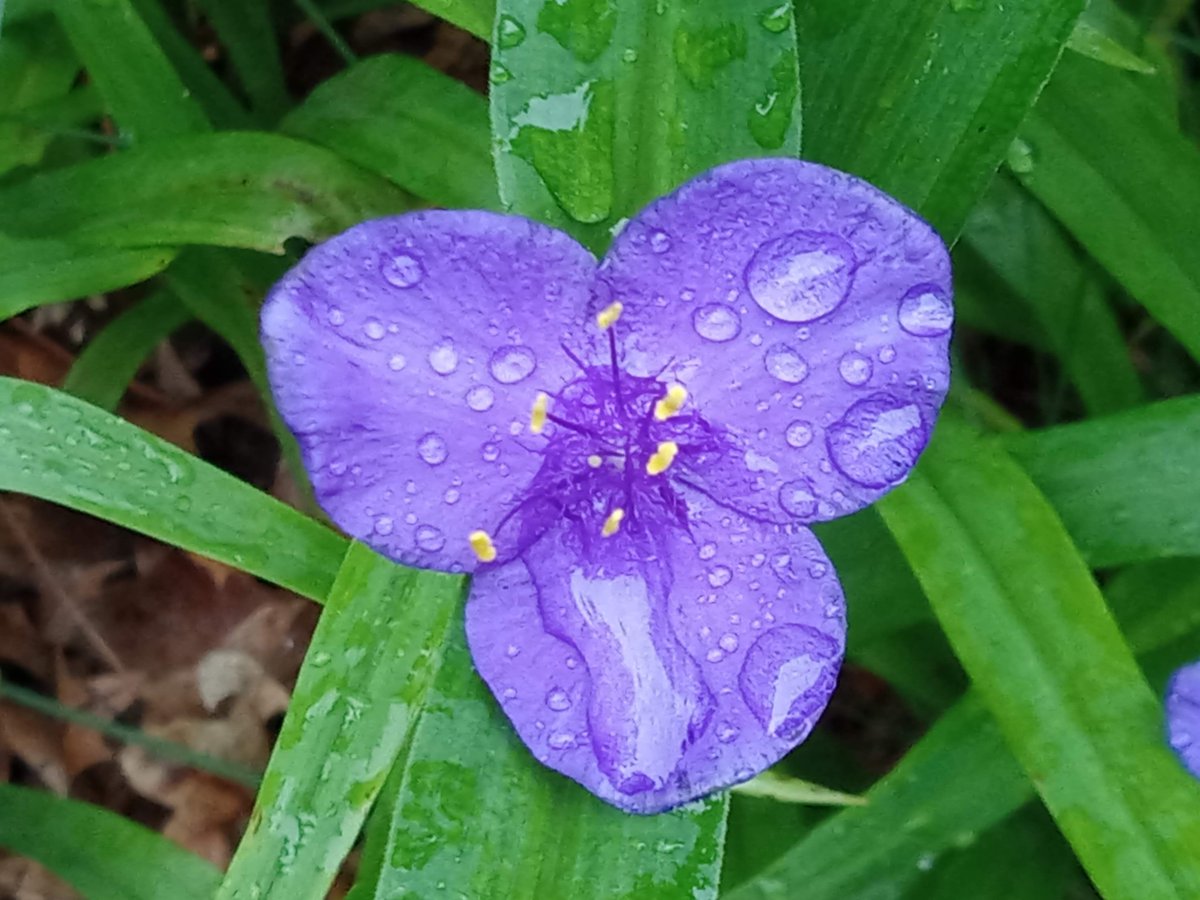 CareandEarth's tweet photo. Indigenous Tradescancia on Trinity Sunday in front of the #BirdHomestead An early spring treat for our native bees and other insects.
#NaturePhotography #NatureBeauty #Flowers #PollinatorWeek is coming! #LocalHistory #DryFarming
#Gathering #LetsDoOurPart #ReduceWaste #EarthCare https://t.co/94BBx0932N