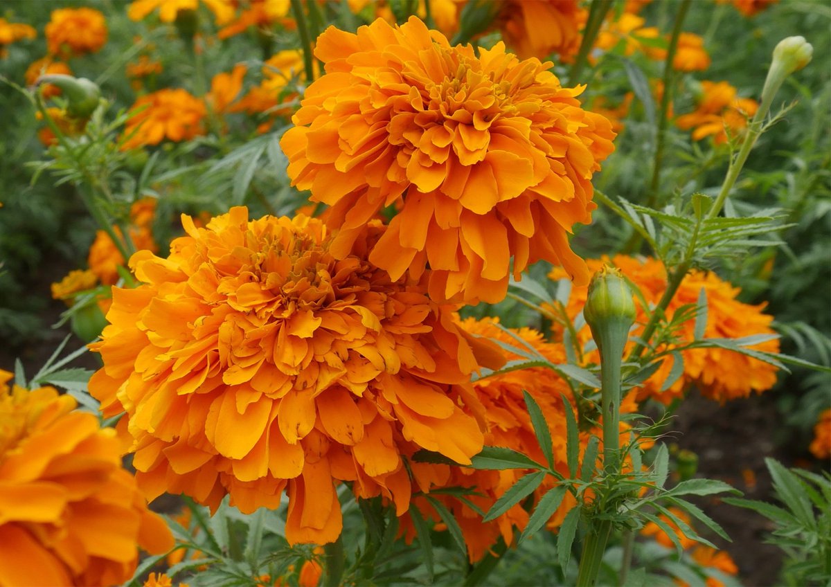 Amable recordatorio de que si quieren tener cempasúchil floreciendo para octubre, lo tienen que sembrar ahorita 🏵️🏵️🏵️