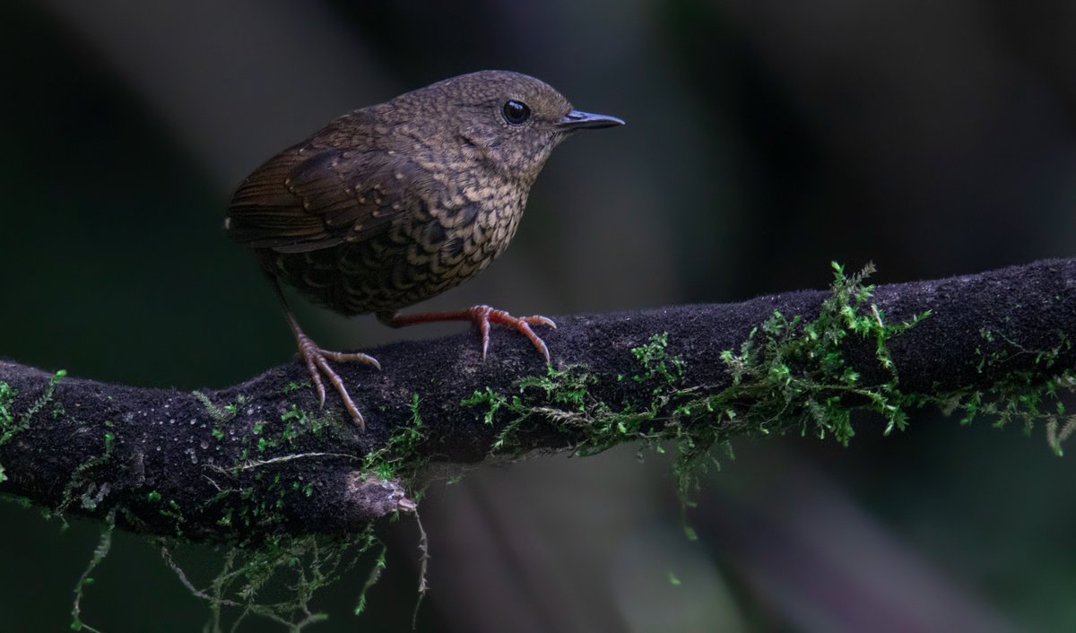Bhutan Bird Finder (Birding in Bhutan) tweet media