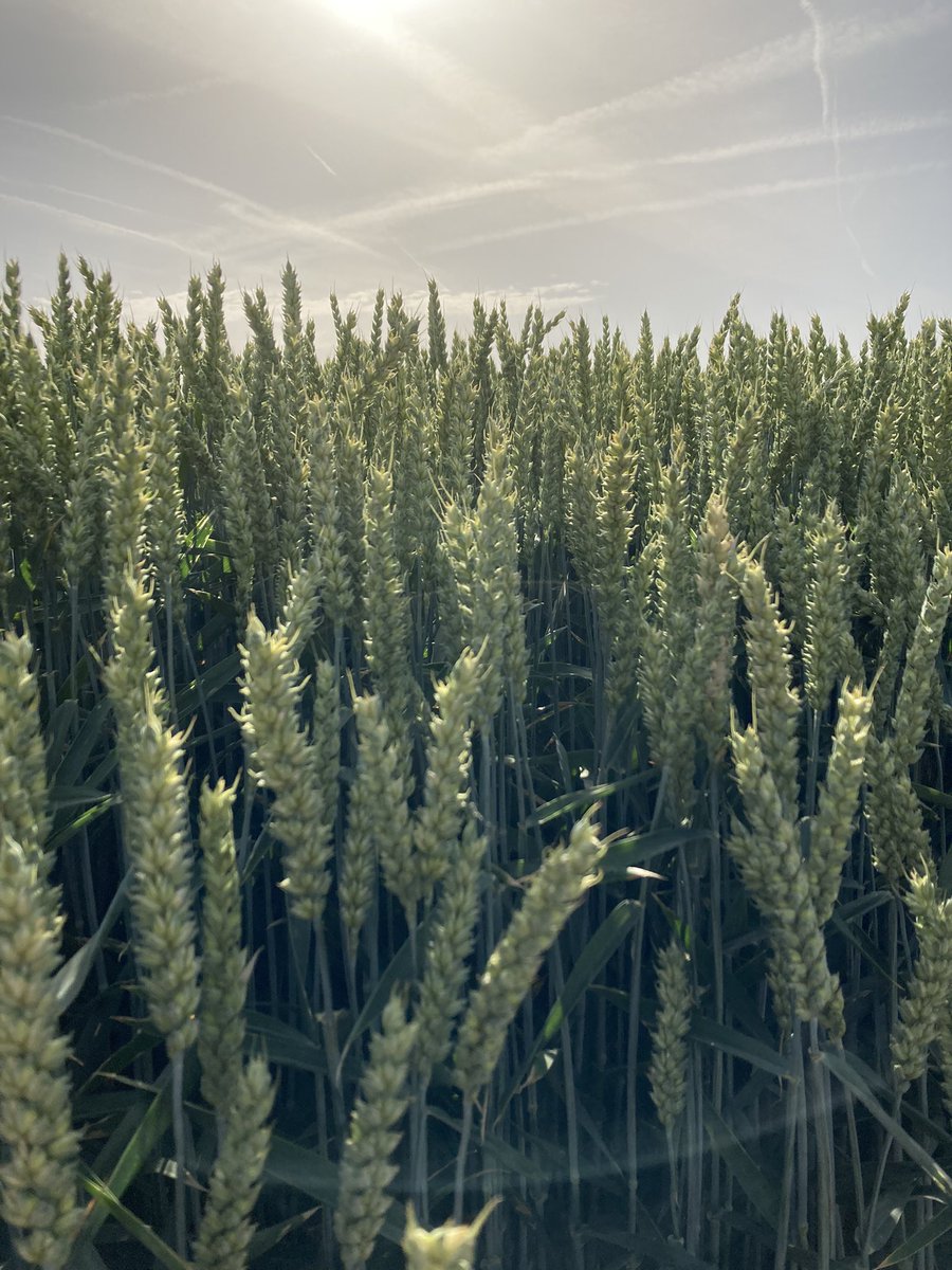 katrien_dv's tweet photo. I was lucky today to be out there on the field, literally. Shooting a promo video for #InnovationCenterGent @basfagro at a wheat field in East Flanders to show how our innovations contribute to a sustainable agriculture and help farmers worldwide #lovemyjob https://t.co/AmacZ7jawa