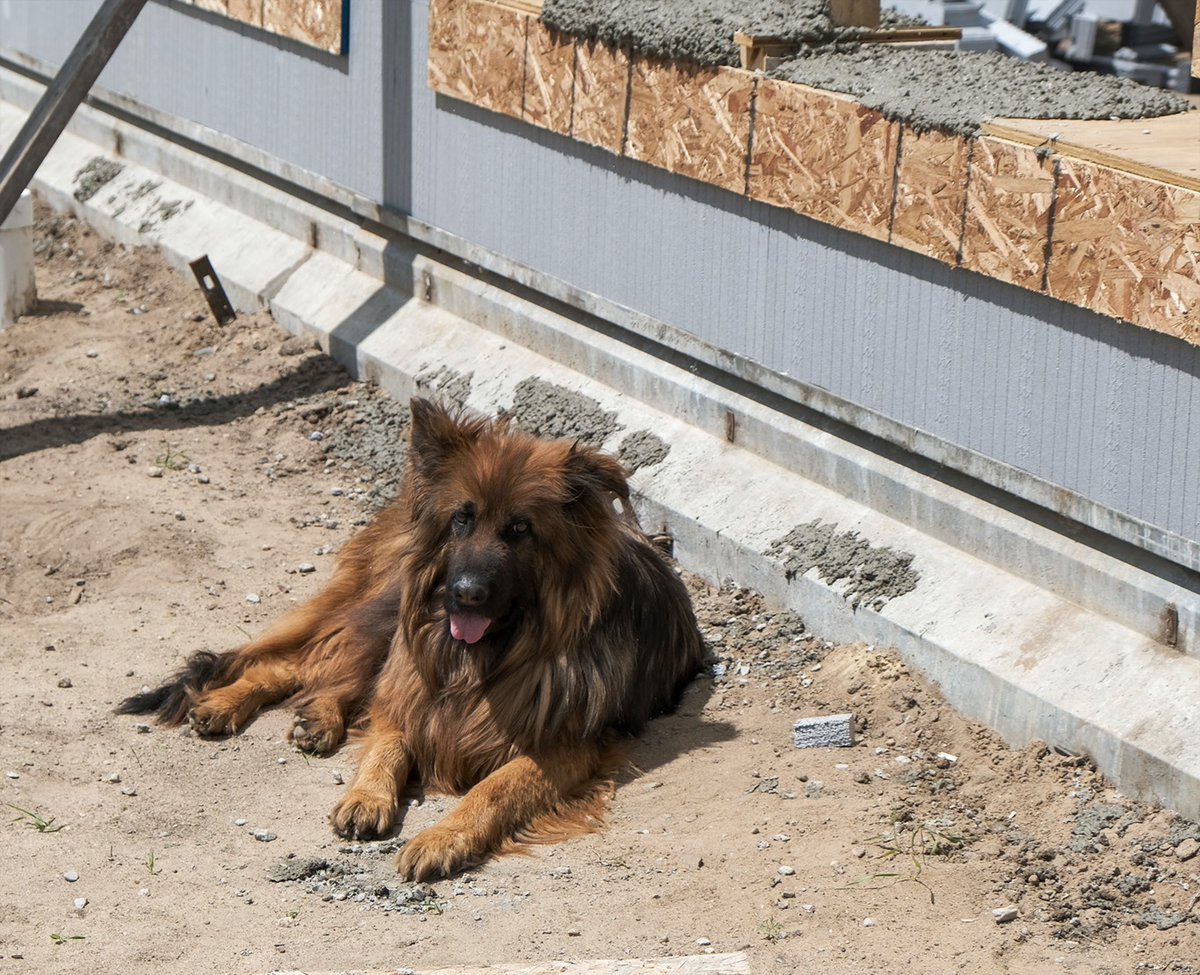 HUGLLC's tweet photo. There was a lot of action and maybe a little bit of mess as our ICF walls received their cement pour. 

Bonus Pic of Bella helping out. 

#building #Construction #Minnesota https://t.co/9z7uP9wPwP