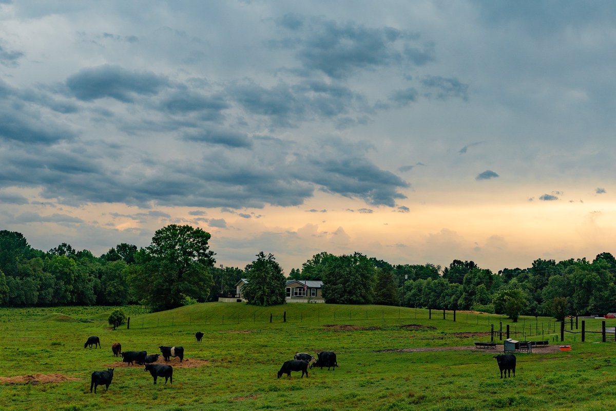 davethompson77's tweet photo. I’m obligated to mention cows when I see them. So … Look, cows! Livingston County, KY. Sky clearing after the morning’s severe storms. #Kentucky #WestKY #Weather https://t.co/QPyIzpDxTN