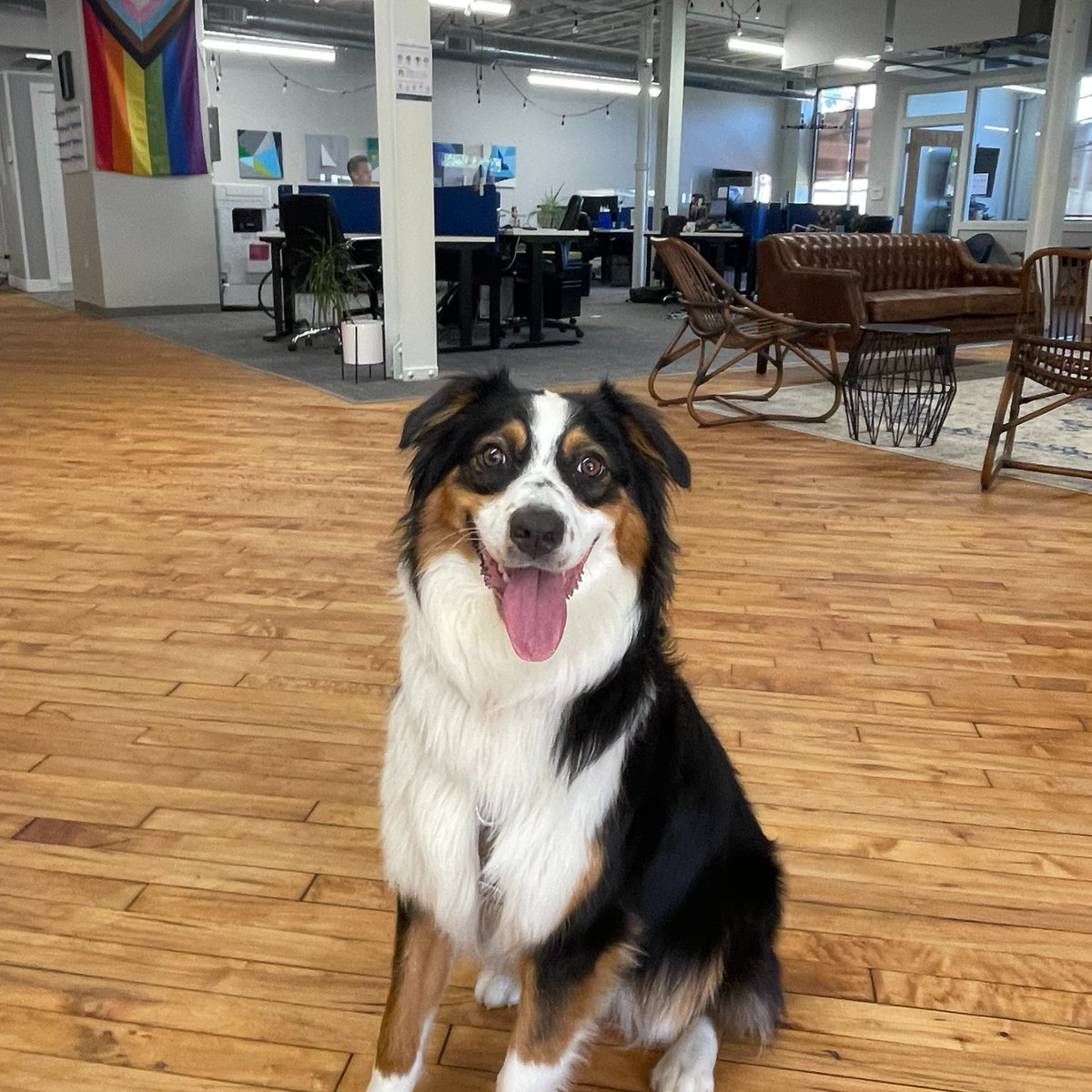 Office pup Friday at LaFleur!