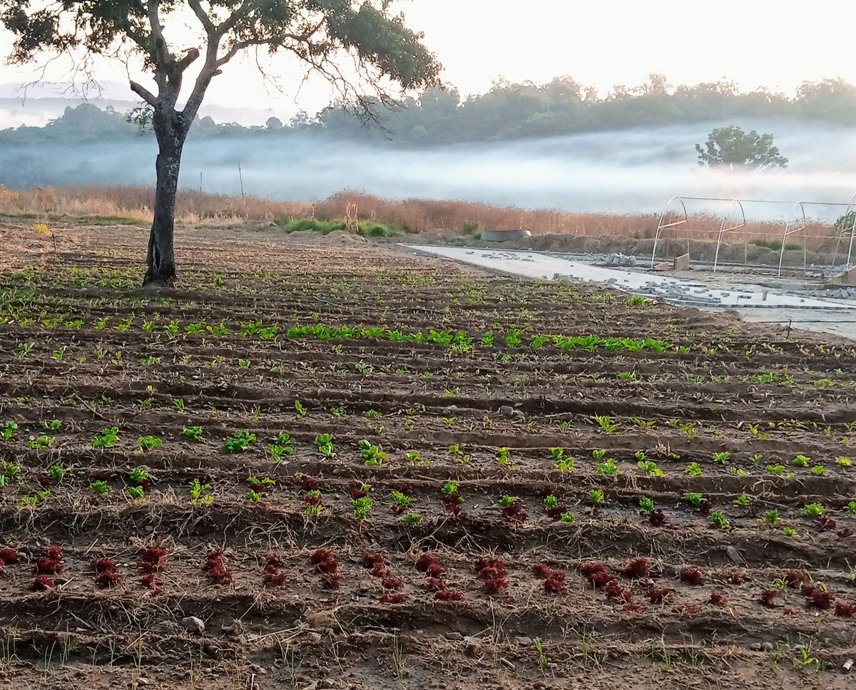 This is what my mornings look like at the farm, I love capturing the sunrise.

Please note that the farm and nursery is CLOSED SATURDAY'S
All inquiries sent will be responded to on Sunday.

Happy Sabbath fellow farmers, stay blessed always and thank you for continued support.
