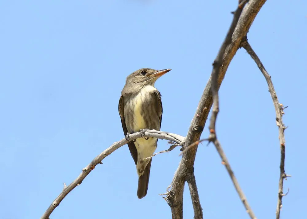 cottagelife's tweet photo. Weekly Hack: Birdsong cheat sheet
https://t.co/mr6K33BuOe
#CottageLife #WeeklyHack #BirdSong #CheatSheet #BirdCalls https://t.co/y5HdBlq3TT