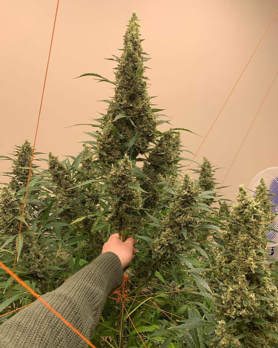 DutchPassion_'s tweet photo. That main cola is monstrously big! 🤩
Auto Ultimate grows tall and produces long, full blooms that can become quite heavy!
🌱 This plant took 95 days from seed to harvest and was grown under large LED panels drawing 820W.
#AutoUltimate #dutchpassion https://t.co/5ImWcx5eT6