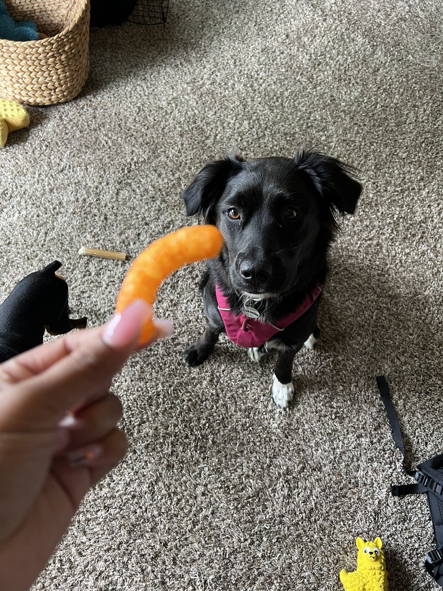 2StupidDog's tweet photo. Shhhh donโt tell ๐คซ #SecretSnack #PNW #DogsofTwittter #bordercollie https://t.co/aeKAubyBBw