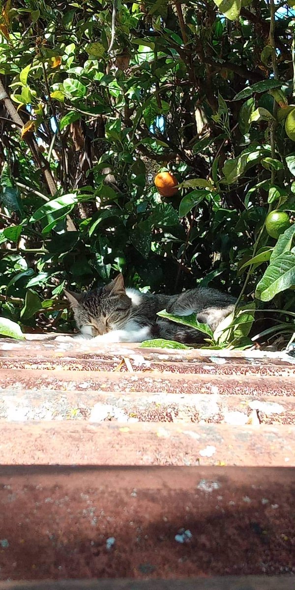 MaribelMu2004's tweet photo. Es viernes y ella lo sabe 😁😺 #humorgatuno https://t.co/ncd1q8QoUN
