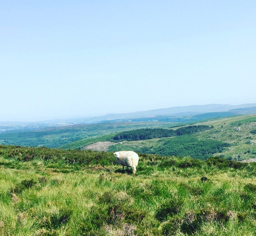 adventures_paul's tweet photo. How are ewe doing? https://t.co/x2vwJFLtum