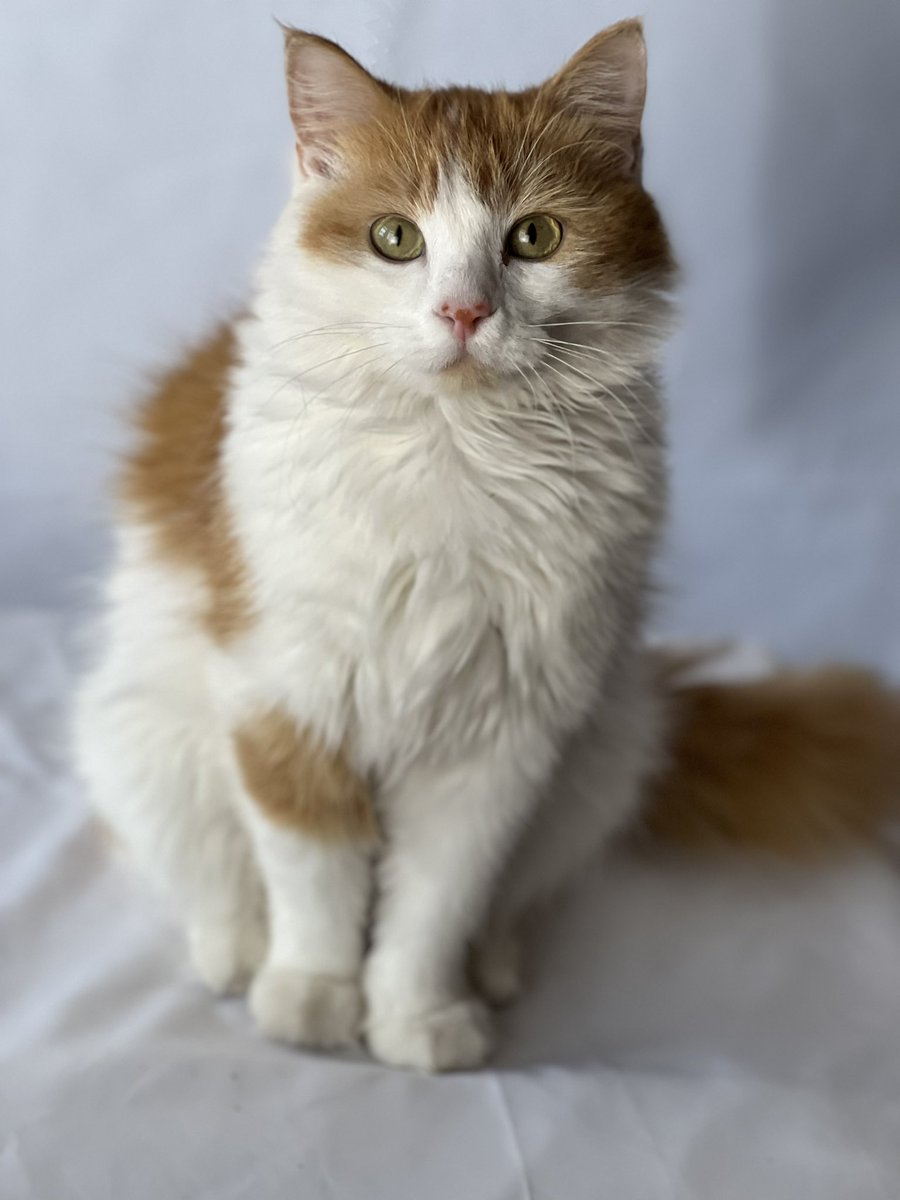 The Kangaroo Island dunnart is a tiny (6.5 cm long) marsupial.
Their numbers were decimated in the Australia wildfires.
A new threat could bring them to extinction.
Cats.
Modelling showed 7 outside cats is all it would take to wipe the rest out.
Keep cats inside.