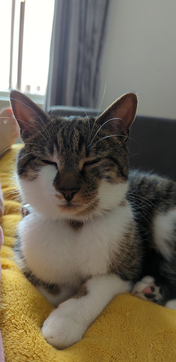 onlyhazel's tweet photo. Tired baby 💗 #furbaby #CatsOfTwitter #CatsOnTwitter #Cat #FridayFeeling https://t.co/f6Hephe0TY
