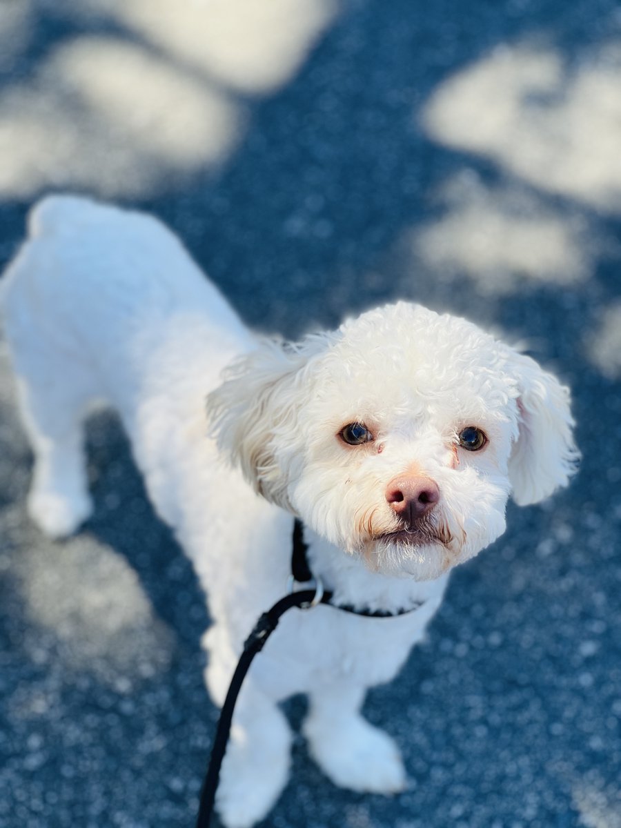 SPCAmc's tweet image. SPCAMC Pick Your Price Adoption event this Saturday &amp;amp; Sunday, June 18 - 19! Adopters choose the adoption fee on adorable pets, including cats, dogs, kittens, puppies, rabbits, guinea pigs, rats, red-eared sliders, doves, chickens, quail, &amp;amp; ducks!  spcamc.org
#spcamc