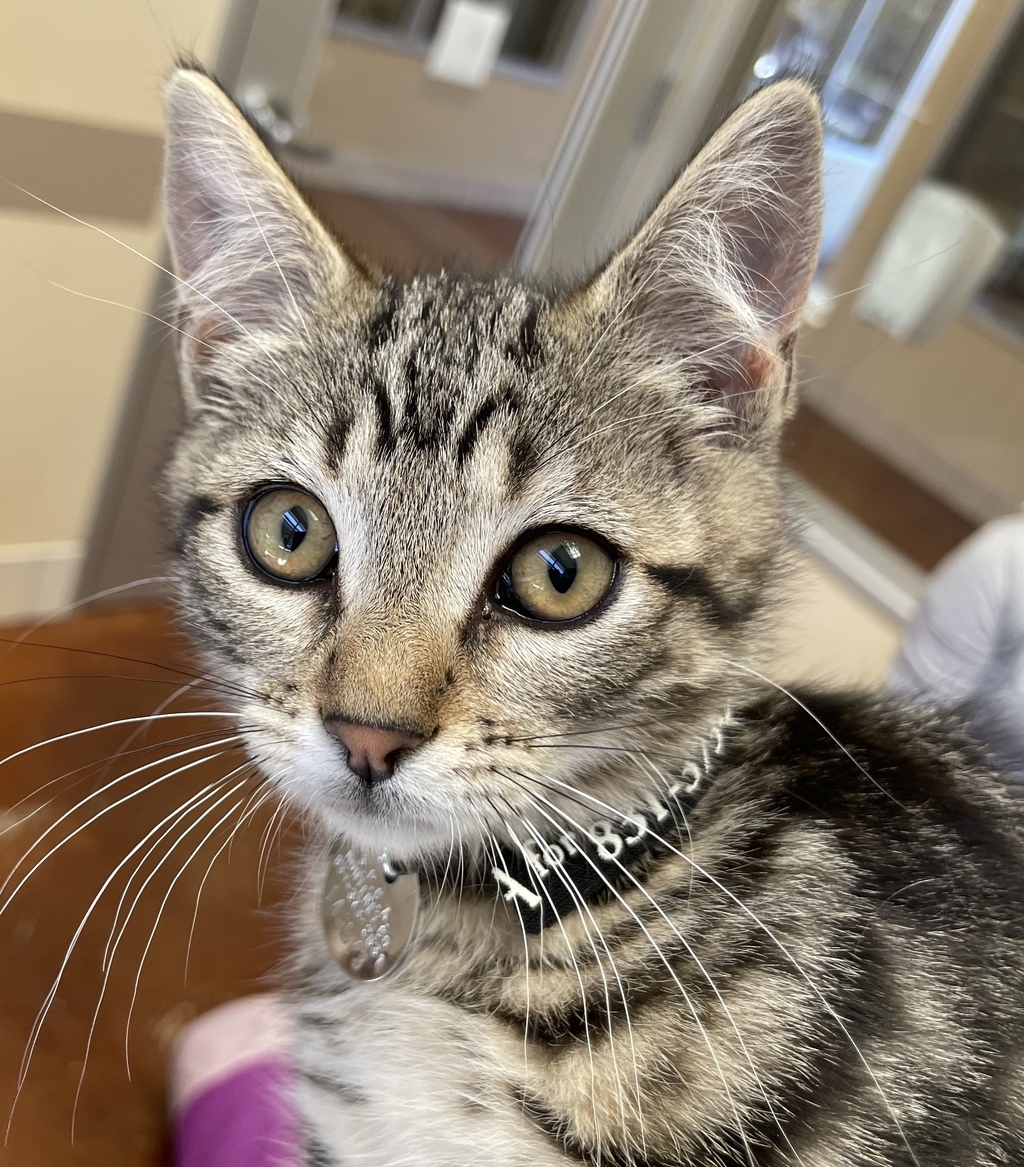 SPCAmc's tweet image. SPCAMC Pick Your Price Adoption event this Saturday &amp;amp; Sunday, June 18 - 19! Adopters choose the adoption fee on adorable pets, including cats, dogs, kittens, puppies, rabbits, guinea pigs, rats, red-eared sliders, doves, chickens, quail, &amp;amp; ducks!  spcamc.org
#spcamc