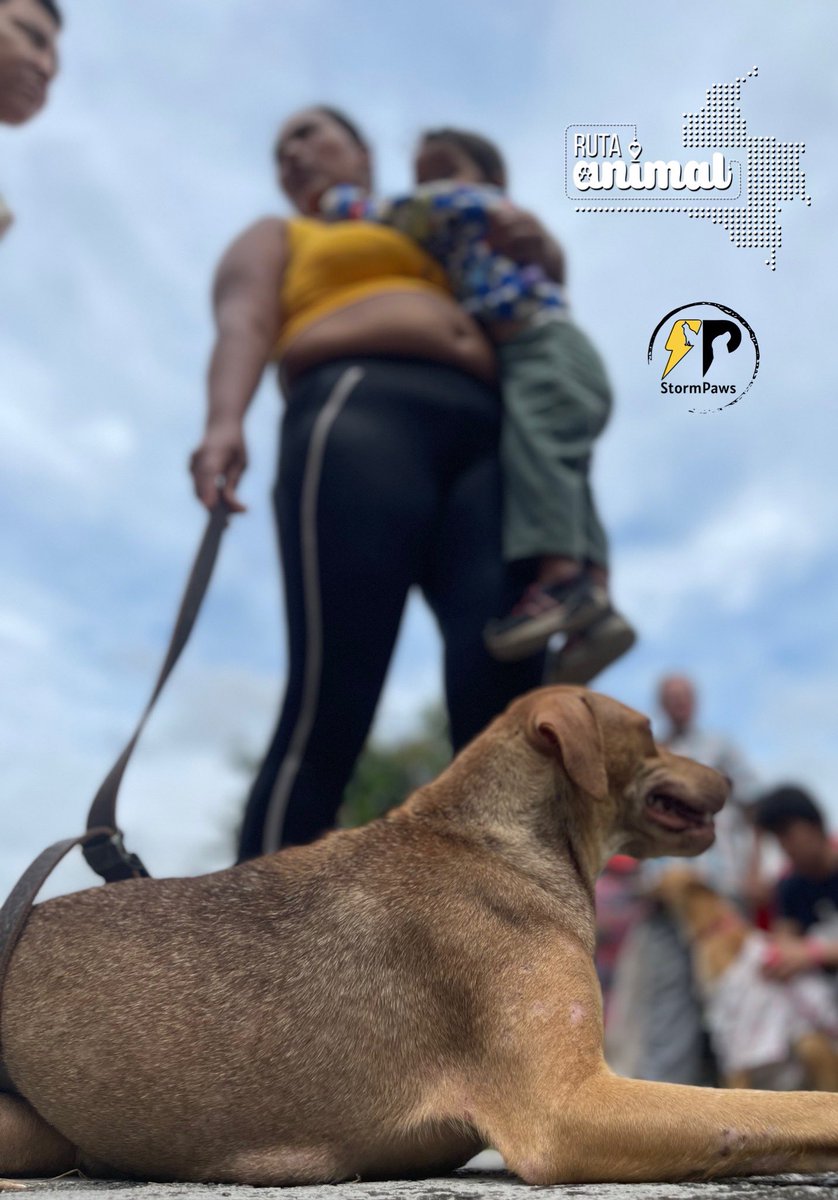 Brindarles bienestar a los animales, ayudar a sus familias y contribuir a reducir la natalidad de gatos y perros es la motivación de nuestra #RutaAnimal que hoy está en Honda, Tolima, esterilizando. A esta hora llevamos 63 ¡Al final del día serán 200! Gracias @StormPawsOrg 💜