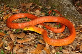 random_snakes's tweet photo. SpaceX investigated the employees who wrote and distributed an open letter criticizing Elon Musk's Twitter habit. Some of those employees have been fired.
So, I guess he'll have to fire half of Twitter because LOTS of users dislike Elon's Twitter habit too! 🐍🤪🔥🤷♀️😂 #IAmFired https://t.co/pVI9cIGHPT