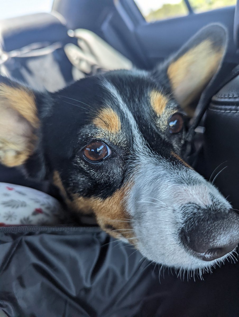 MarvelousDragon's tweet photo. Zola isn't too happy about sharing the back seat with moving stuff but it makes it better that we are listening to the #DistractiblePodcast!
#Markiplier #Bob #Wade #ZolaMaye #Corgi #Tricolor #DrivingPup #MovingStuff https://t.co/Ye3QBb3utj