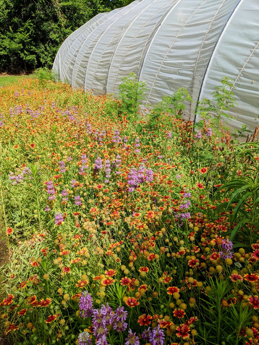 GoKeyFinance's tweet image. Too busy with #GoKey to put the farm into production this year, but the pollinators are loving it all the same. 🐝🦋🐞