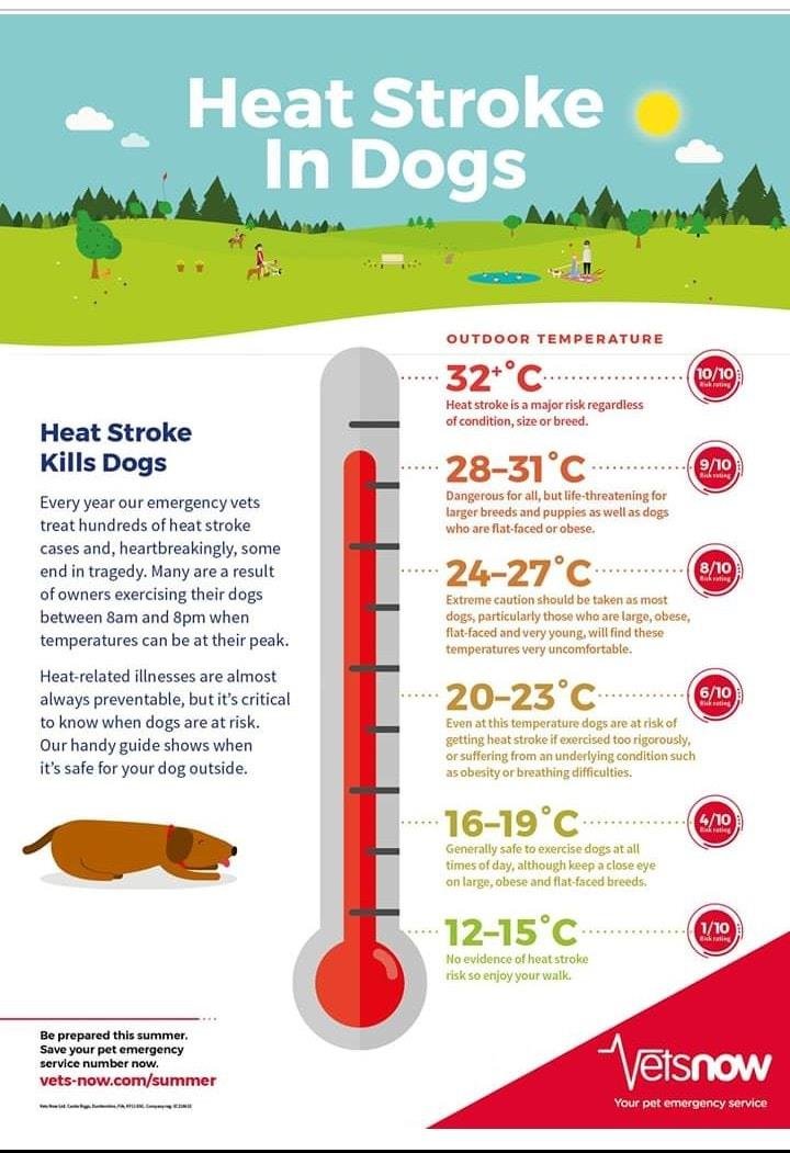 MJB992's tweet photo. #heat #heatwave #dogs #dog #dogcare #dogsincars #DogsDieInHotCars #keepyourdogssafe #heatstroke #heatstrokeindogs https://t.co/GZ9UlJZOHa