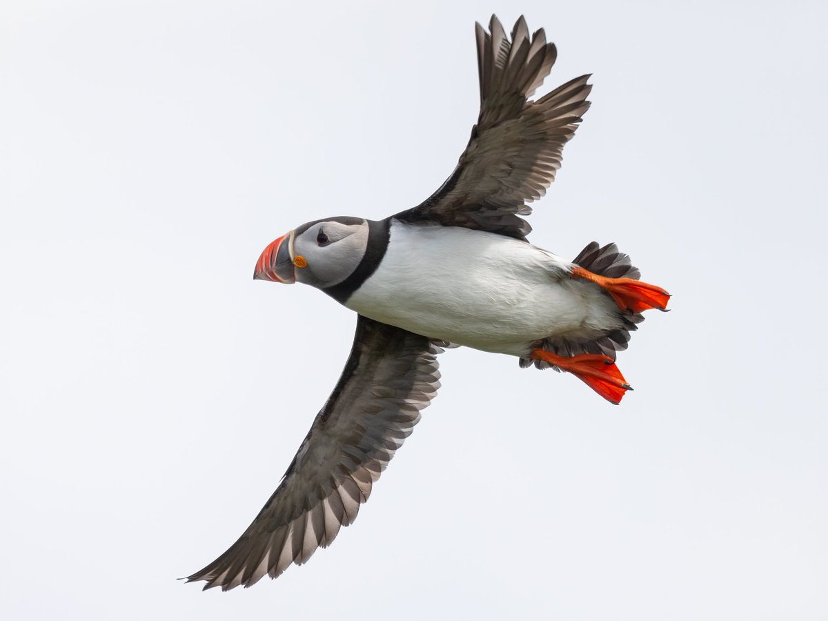 EllieHilsdon's tweet photo. Gliding into the weekend like...

@BirdGuides @britishbirds @_BTO @nationaltrust @Maxwildphoto
#puffin #farneislands #NaturePhotography #birdphotography #Island #wildlife #cute #nature #naturelovers #TwitterNatureCommunity #TwitterNaturePhotography https://t.co/l42XE8OpZh