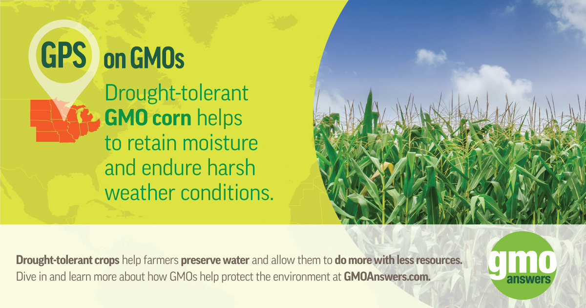 GMOAnswers's tweet photo. #GPSonGMOs: Drought-tolerant #GMcorn helps to retain moisture and ensure harsh weather conditions, making it a great choice for #climatesmart #agriculture, especially on #Drought and #Desertification Day. #United4Land #NoDroughtLand #UNCCD #GMO #GMOs #GMOCrops #GMBenefits https://t.co/yvNlstJ7wd