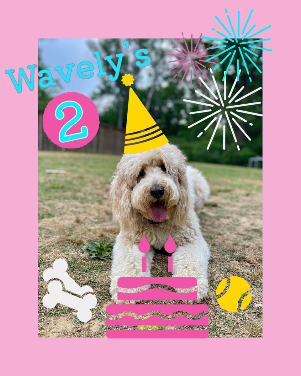 TupeloHigh's tweet image. Happy birthday to our favorite therapy dog, Wavely! 💙💛🦮🐾