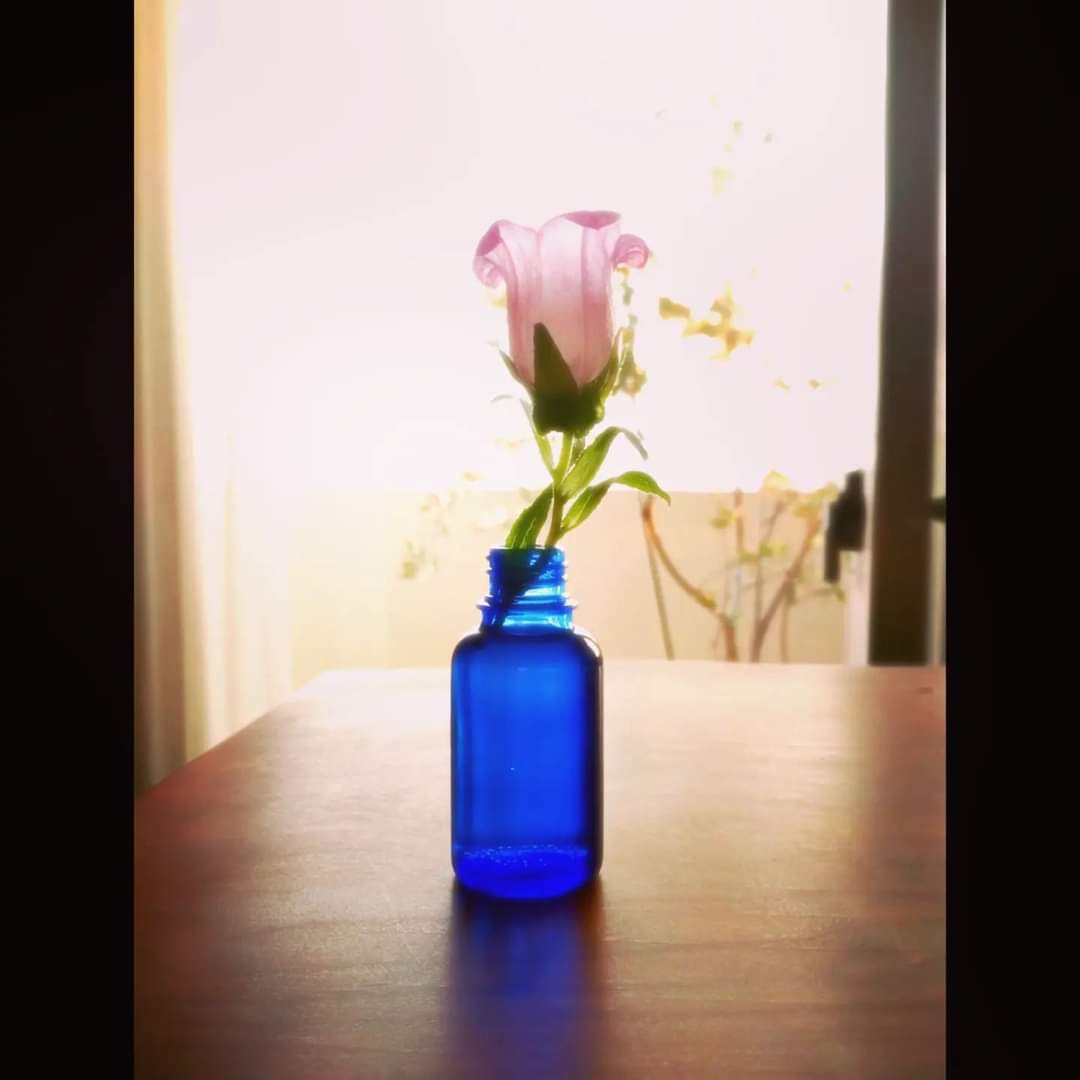 nekoashi_natsu's tweet photo. #6月17日
#forgiulia😺🌈💖
#ジュリにゃんの月命日
#2019年12月17日
#ジュリア #mylove #missyou #photography #RIPGiulia #flower https://t.co/2KBItrTmzu
