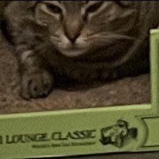 Rune (@bunnybattleaxe) on Twitter photo 