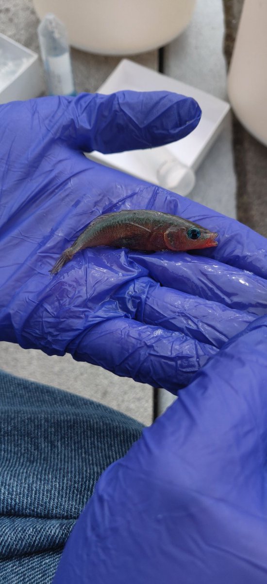 dna_shaw's tweet photo. Lab trip to collect stickleback fish in Washington was a huge success! https://t.co/22YVt6AJ0L