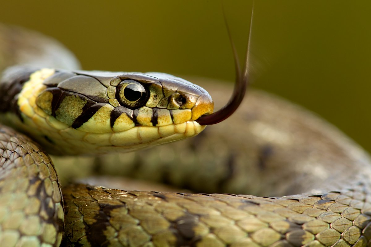 YorksWildlife's tweet photo. Sometimes the most surprising creatures can turn up when you least expect it! ๐ฒ
Keep an eye out and let us know if any uncommon or unusual wildlife drops by to say hello during your #CreatureCount ๐
https://t.co/wqDTBotGk7
๐ทGrass snake - Danny Green/2020VISION https://t.co/XH6pB2E3hm